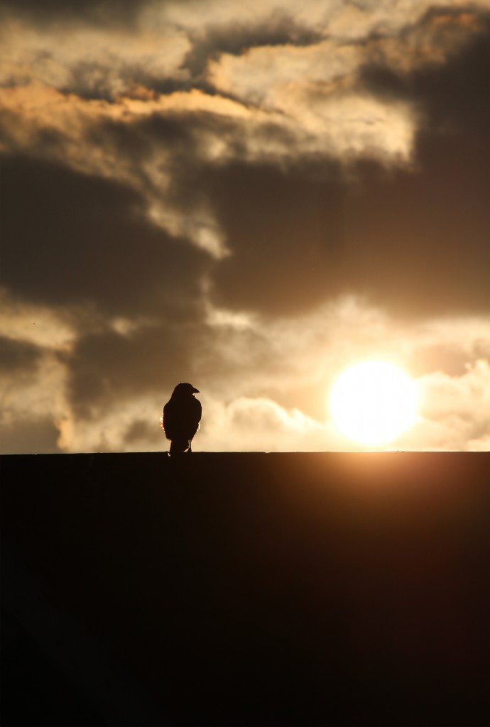 A crow sat upon a roof of a house at the early hours during sunrise